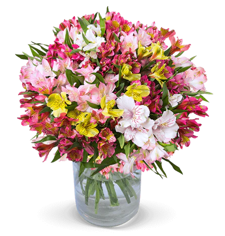 45 Inkalilien für 25€ – Schnittblumen mit bis zu 400 Blüten + 2 weitere Sträuße ab 24€