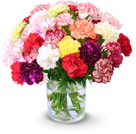 40 bunte Nelken für 25€ – XXL Blütenpracht mit 200 Blüten