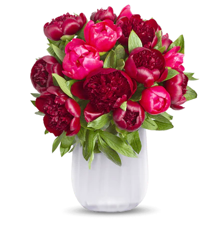 12 rote Pfingstrosen "Red Charm" für 25€ - mit 7-Tage-Frische-Garantie