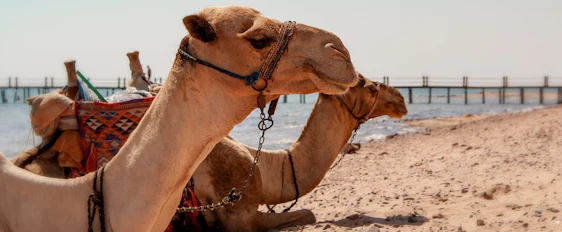 Winterurlaub in Hurghada: 1 Woche All Inclusive im 5*Hotel inkl. Transfer und Flüge ab 269€/Person