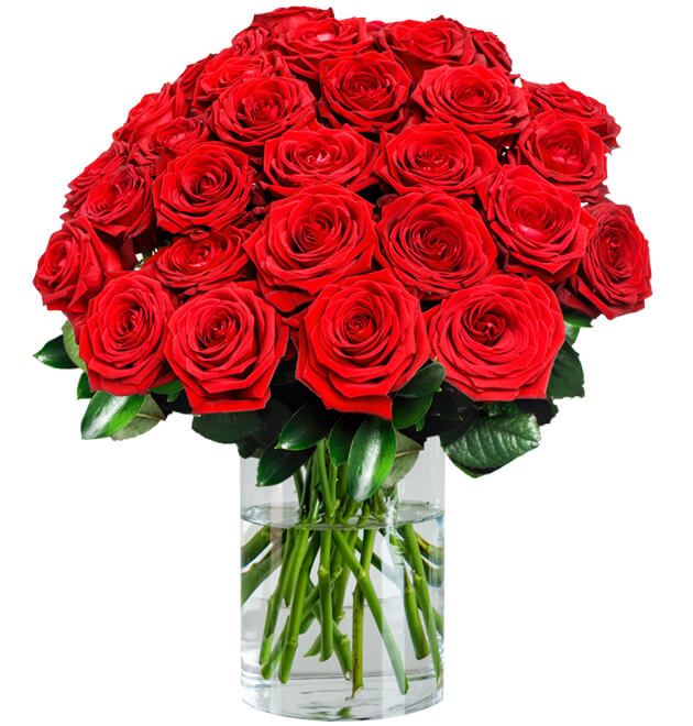 24 Red Naomi Rosen für 25€ - mit XXL-Blütenkopf