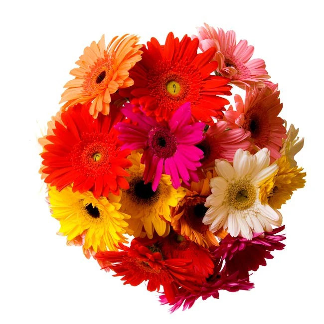gerbera-strauss