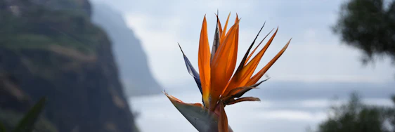 Im Winter auf Madeira: 1 Woche im top 4*Hotel inkl. Frühstück, Transfer + Flüge ab 398€