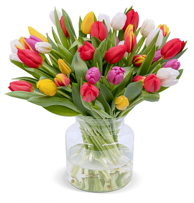 50 bunte Tulpen für 31€ - mit 7-Tage-Frische-Garantie
