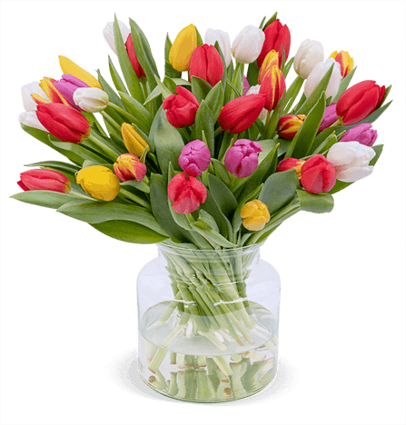 50 bunte Tulpen für 31€ - mit 7-Tage-Frische-Garantie